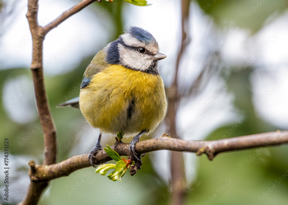 Obraz premium Blue Tit (Cyanistes caeruleus) - Found throughout Europe and parts of Asia