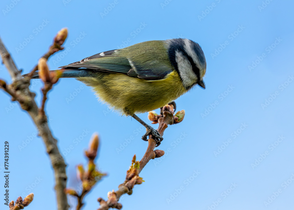 Obraz premium Blue Tit (Cyanistes caeruleus) - Found throughout Europe and parts of Asia