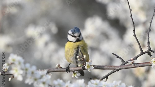 Blue tit on a branch with blossoms in spring. Close up. The bird cleans its feathers and looks around. Cyanistes caeruleus.