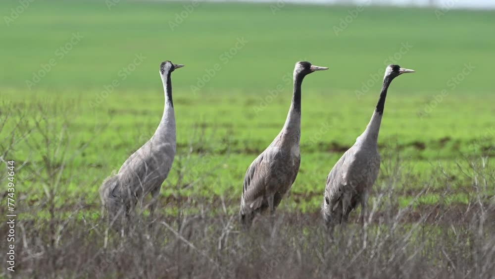 Three common crane Grus grus couple walks in the meadow. Three common crane Grus grus couple walks in the meadow.
