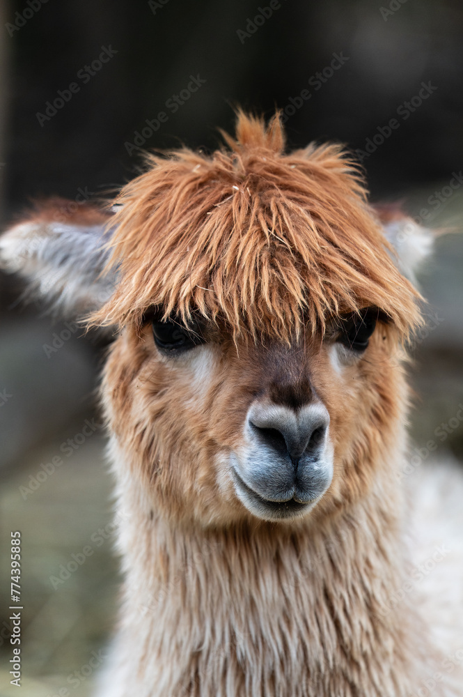Fototapeta premium close up of a alpaca