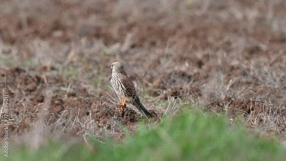 Common Kestrel, Falco tinnunculus, little bird of prey. A bird sits in a field and looks out for prey. Slow motion. Common Kestrel, Falco tinnunculus, little bird of prey. A bird sits in a field and looks out for prey. Slow motion.