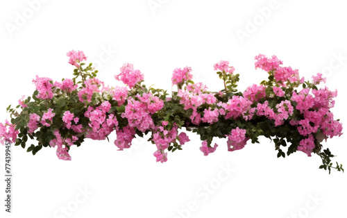 A collection of vibrant pink flowers blooming against a pristine white wall