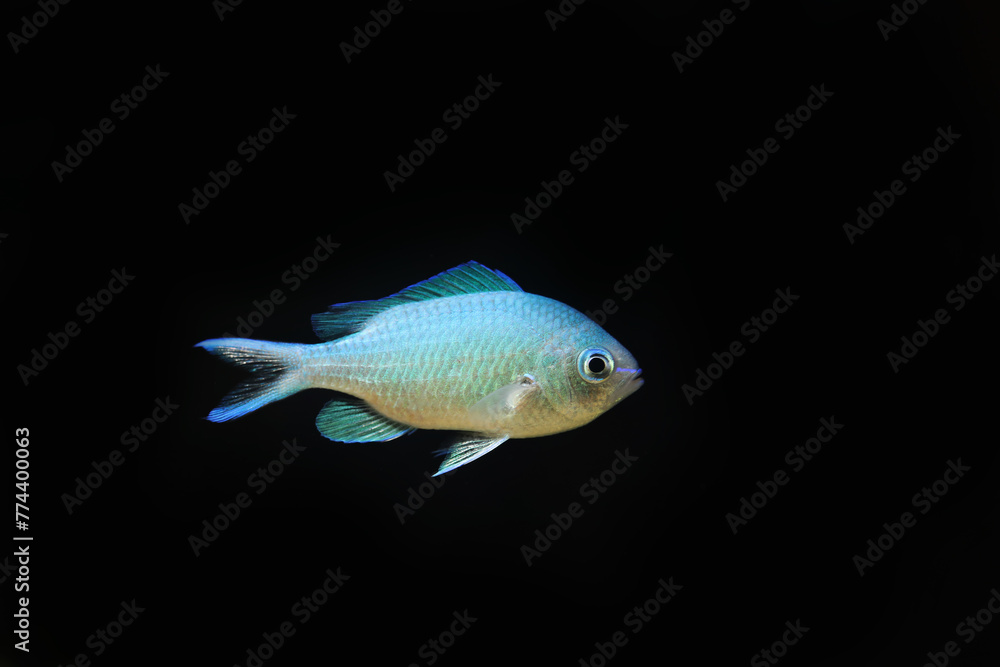 Blue Green damselfish (Chromis viridis) popular aquarium fish Blue Green damselfish (Chromis viridis) popular aquarium fish