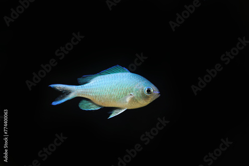 Blue Green damselfish (Chromis viridis) popular aquarium fish