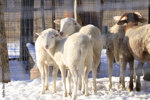  farm sheep in snow 