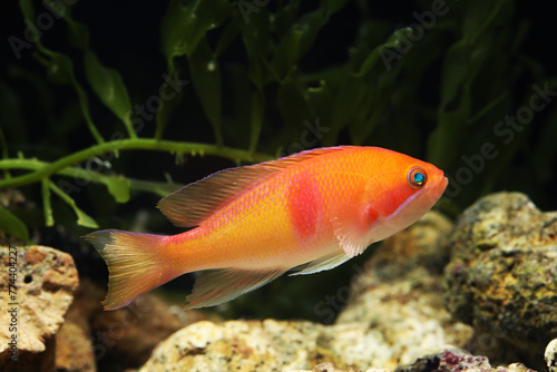 Male Red-belted anthias (Pseudanthias rubrizonatus)