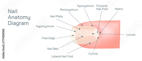 Structure and diagram of finger nail. Cross section and anatomy of nail vector illustration. Biology students study material and graphic lessons of nail anatomy.