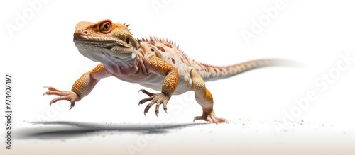 reptile running white background .isolated on white photo - realistic  ultra sharp