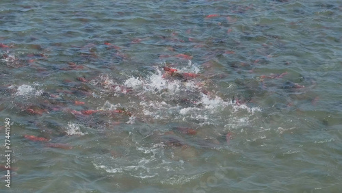 Photos Spawning sockeye salmon