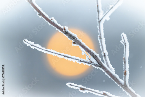 Disque lumineux du soleil derrière une branche d'arbre enneigée et gelée