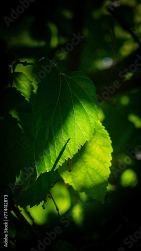 Close up of a green leaf of tree, sun rays hitting in the morning
