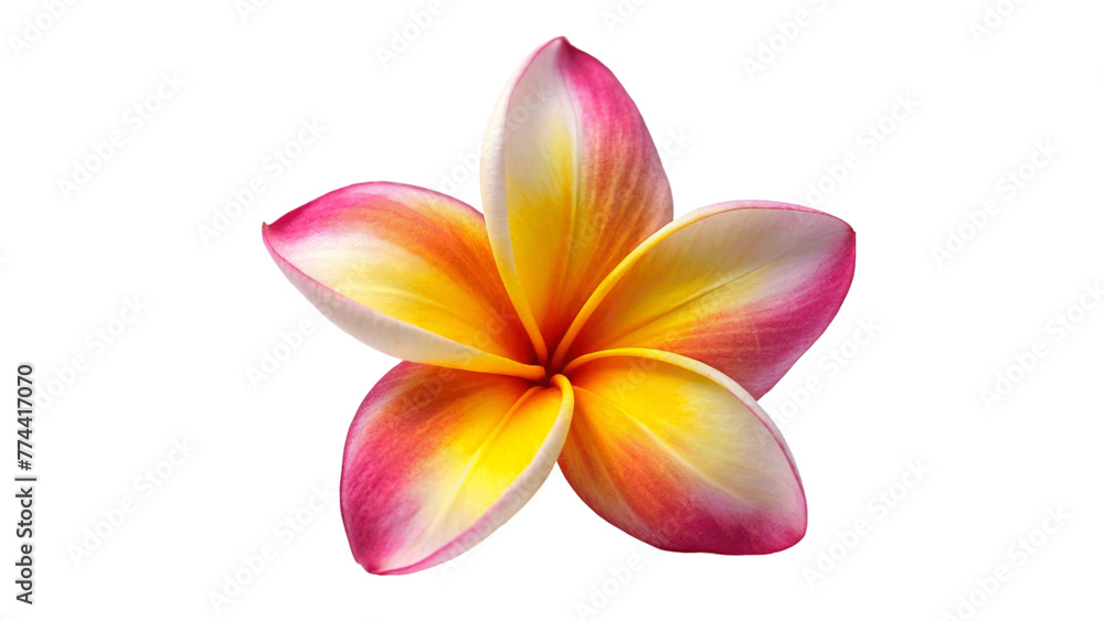 A fresh frangipani-flower isolated on Transparent background.