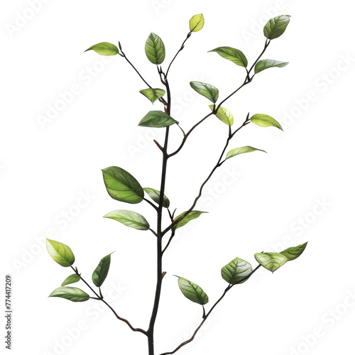 Green Leafy Branch Isolated