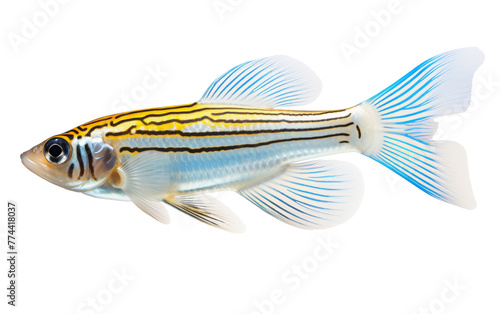 A vibrant yellow and blue striped fish swimming gracefully against a clean white background