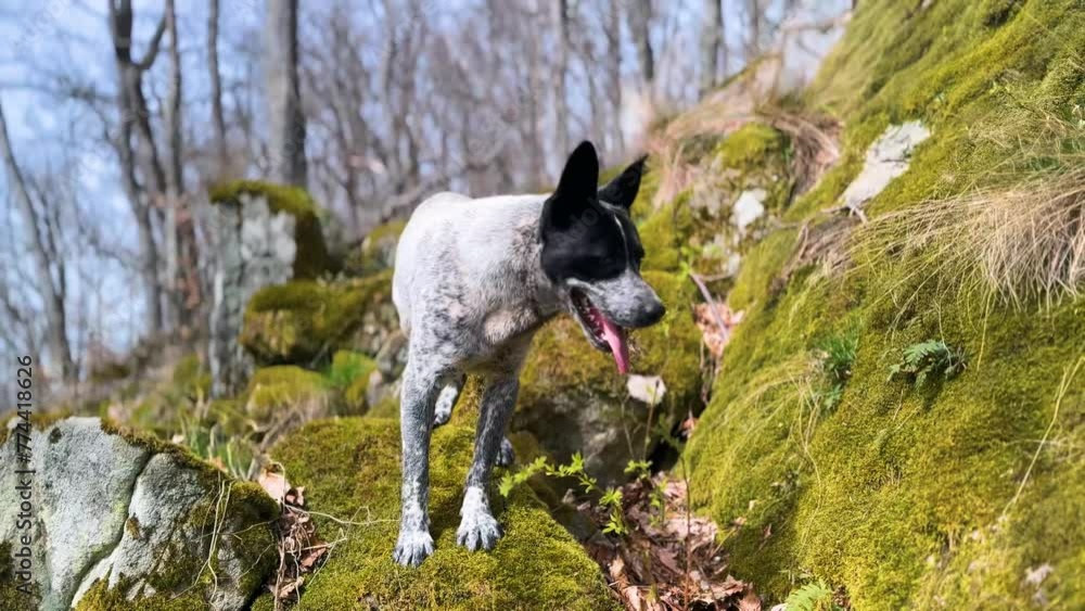 rocks on top of a mountain covered with green moho, oak trees grow, a dog walks in the fresh air in the Carpathian mountains rocks on top of a mountain covered with green moho, oak trees grow, a dog walks in the fresh air in the Carpathian mountains