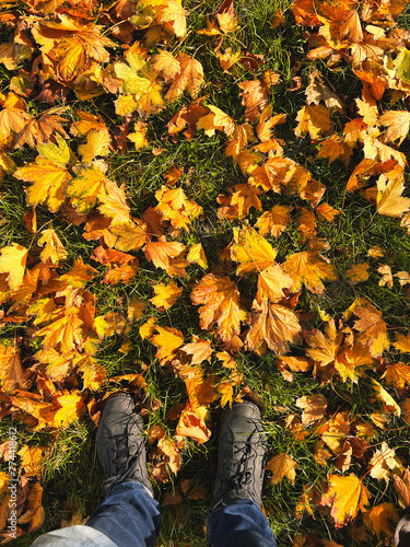 Golden maples leaves on grass in autumn. There are two boots of a person standing near by.