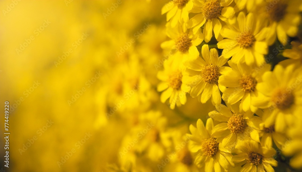Lemonade Dreams: Wall of Sunny Yellow Blooms Lemonade Dreams: Wall of Sunny Yellow Blooms