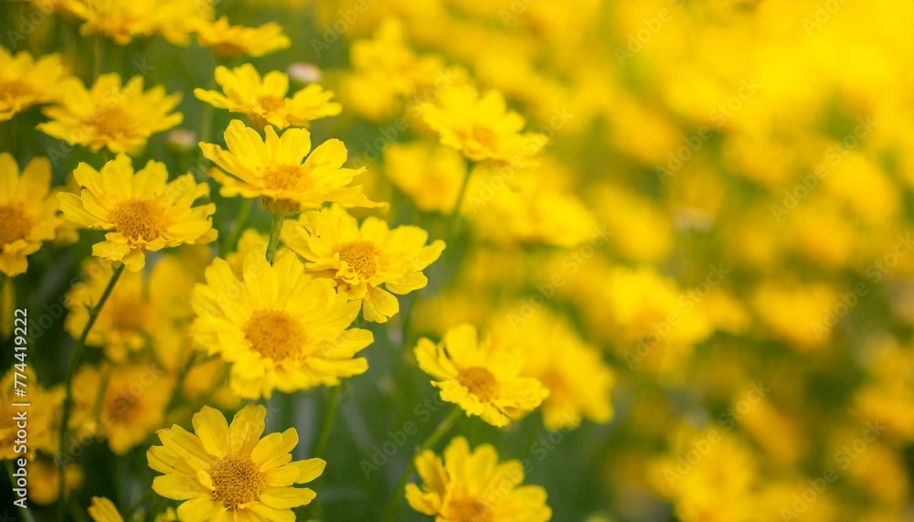 Yellow Blossom Oasis: Wall Covered in Vibrant Flowers Yellow Blossom Oasis: Wall Covered in Vibrant Flowers
