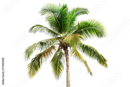 Tropical Icon on a transparent background