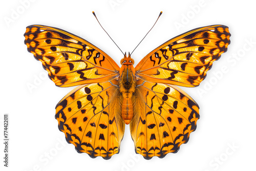 Beautiful Diana Fritillary butterfly isolated on a white background with clipping path