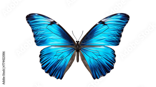 A vibrant blue butterfly gracefully flies through the air