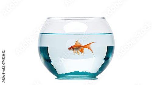 A beautiful goldfish swimming gracefully in a round fish bowl placed against a white background
