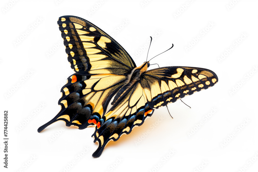 Beautiful Swallowtail butterfly isolated on a white background with clipping path