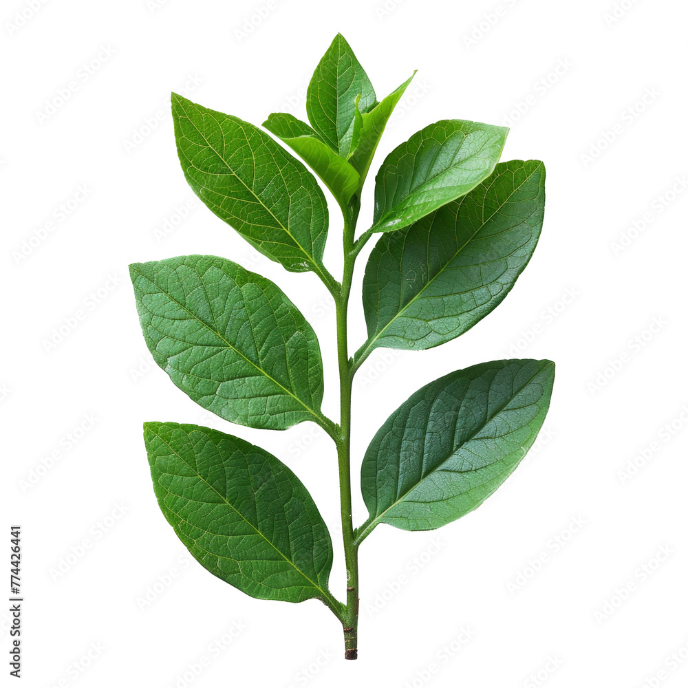 Fototapeta premium Fresh Green Leaf on Transparent Background