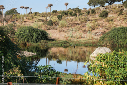 Stork Wetland in Caceres, Extremadura Region, Spain photo