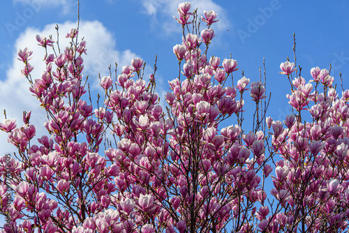 Beautiful pink magnolia tree blossom, Blooming magnolia tree in springtime garden