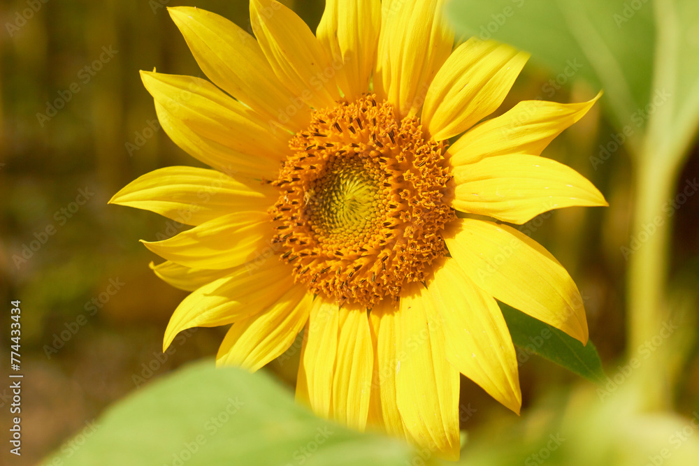 Beautiful sunflower flower blooming in a sunflower field. Yellow petals, green stems and leaves. Organic farm and agricultural product concept.
Beautiful sunflower flower blooming in a sunflower field. Yellow petals, green stems and leaves. Organic farm and agricultural product concept.