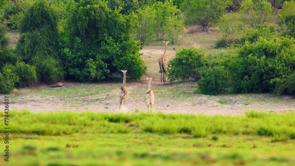 A wide angle view of three Northern Giraffes walking away from camera at Chobe National Park, Botswana, South Africa A wide angle view of three Northern Giraffes walking away from camera at Chobe National Park, Botswana, South Africa