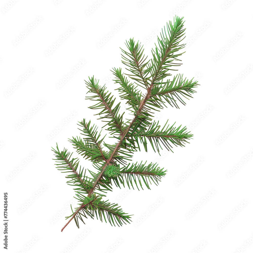 Close-up of pine tree branch with Transparent Background Close-up of pine tree branch with Transparent Background