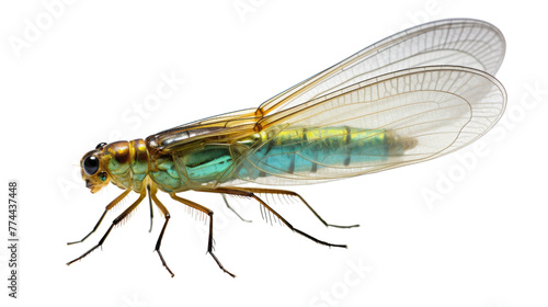 Close-up of a graceful fly insect against a pristine white backdrop