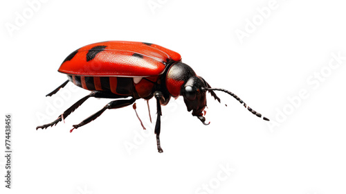 A vibrant red beetle stands out against a stark white background, showcasing its intricate details and colors
