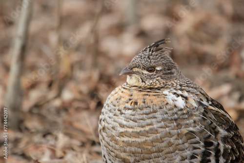 Female ruffed grouse in the spring forest among dry grasses.