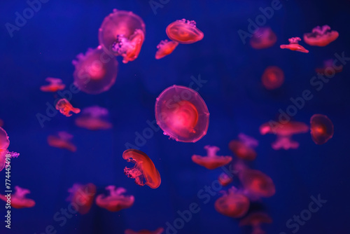 Mediterranean jellyfish, Cotylorhiza tuberculata or fried egg jellyfish swimming in aquarium with red illumination of neon light. Aquatic organism, animal, undersea life, biodiversity