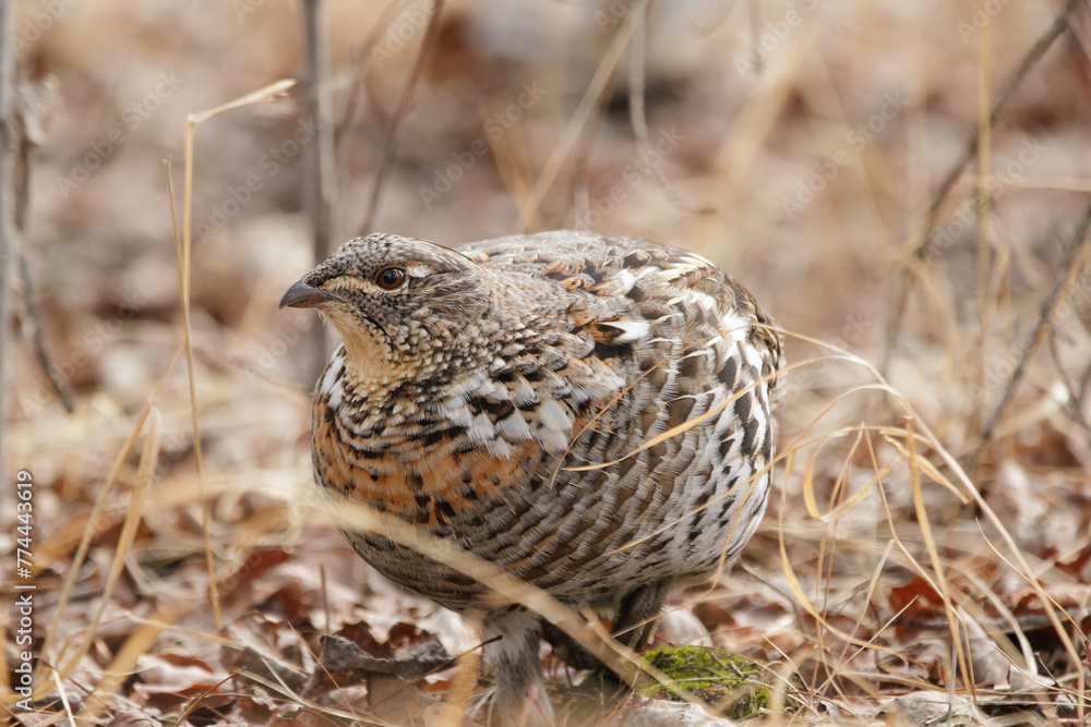 Fototapeta premium Alerted Ruffed grouse is foraging in grass of spring forest.