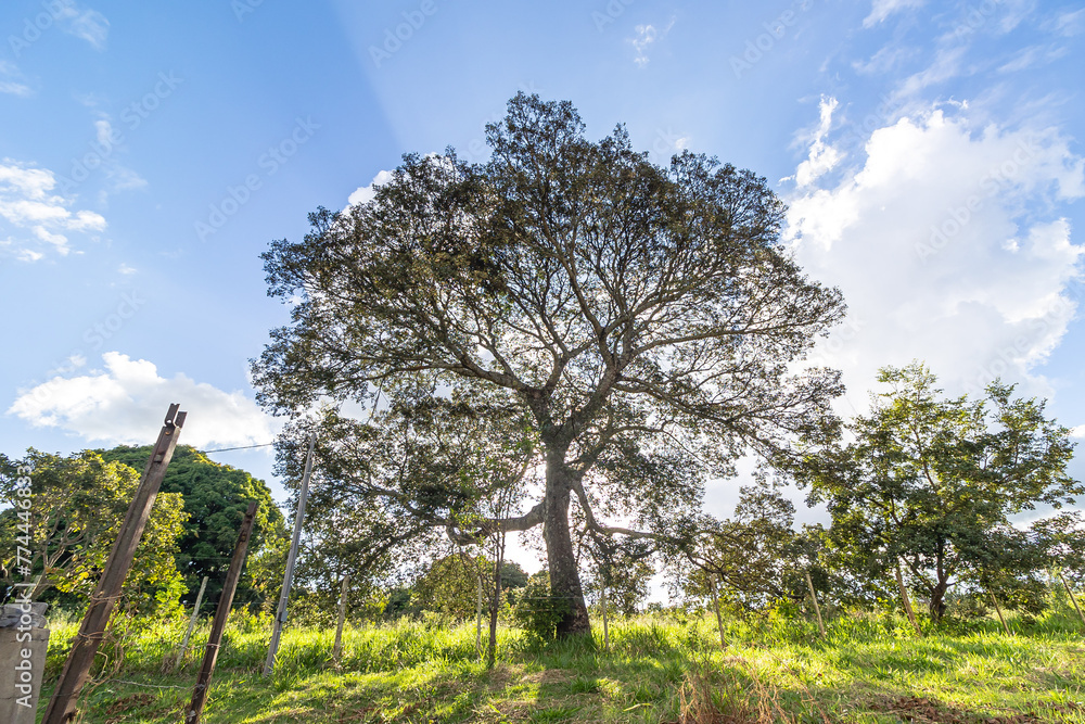 Fototapeta premium árvore no distrito de Conselheiro Mata, na cidade de Diamantina, Estado de Minas Gerais, Brasil