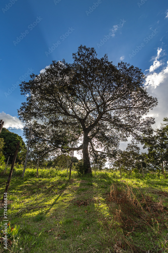 árvore no distrito de Conselheiro Mata, na cidade de Diamantina, Estado de Minas Gerais, Brasil