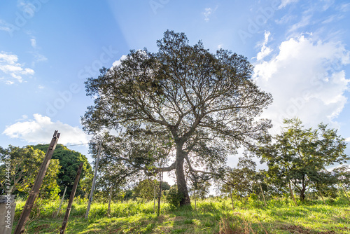 árvore no distrito de Conselheiro Mata, na cidade de Diamantina, Estado de Minas Gerais, Brasil photo
