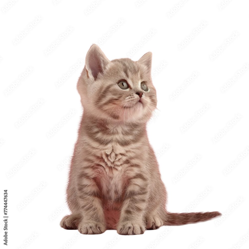 Cat sitting on Transparent Background looking up