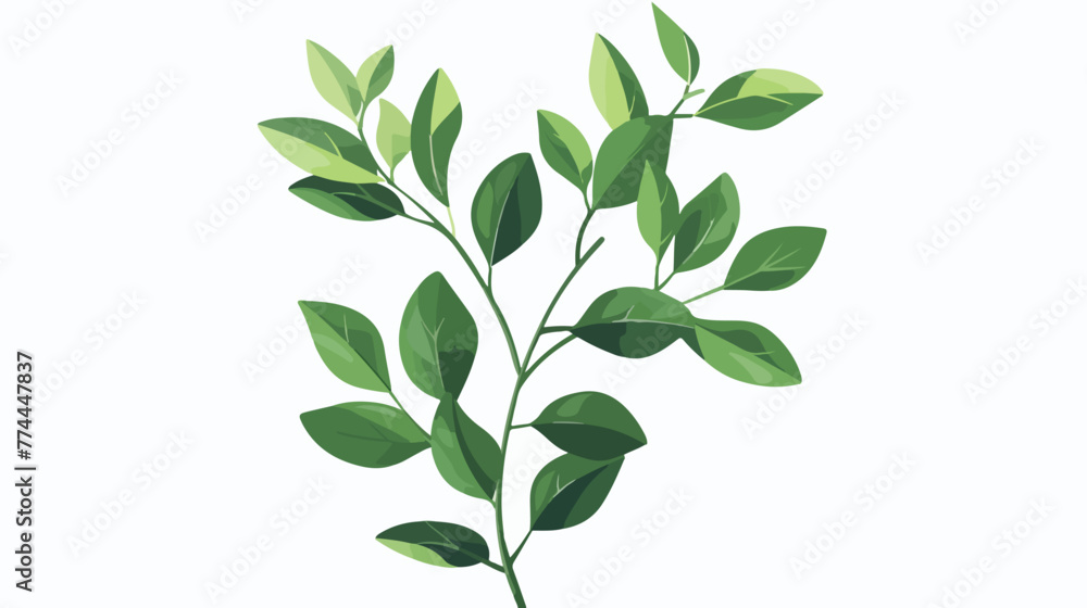 Illustration of a plant with elongated leaves on a