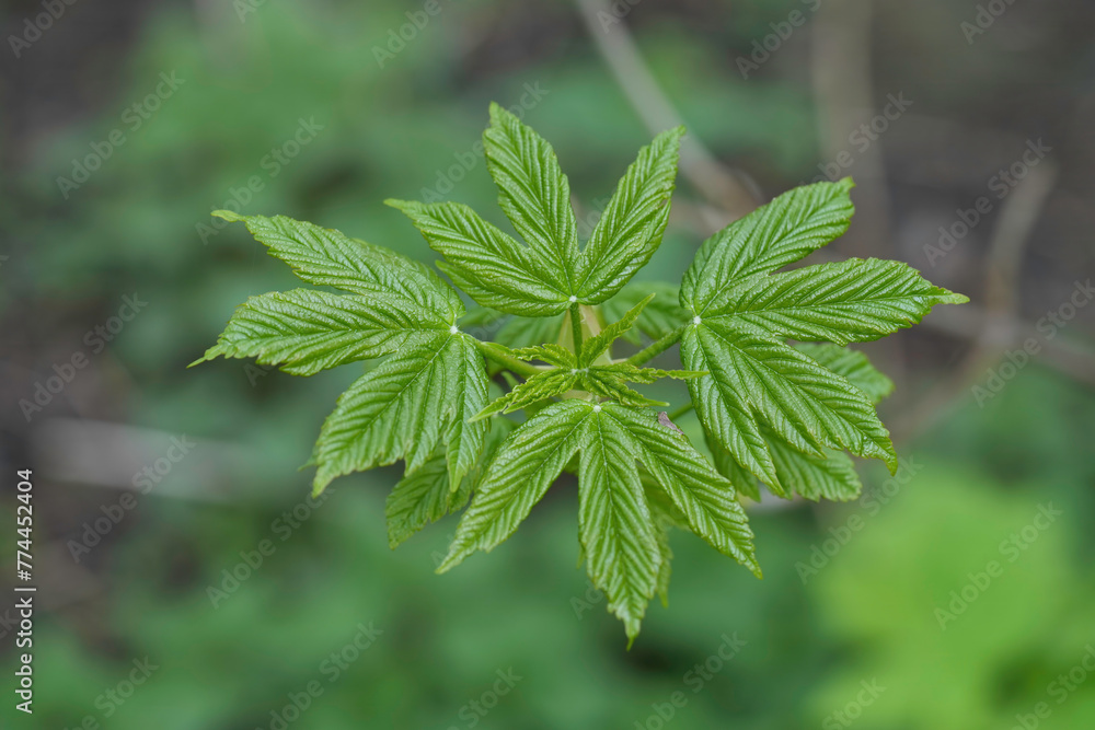 Closeup on the emerging leaf of a Central-European Sycamore maple , Acer pseudoplatanus Closeup on the emerging leaf of a Central-European Sycamore maple , Acer pseudoplatanus