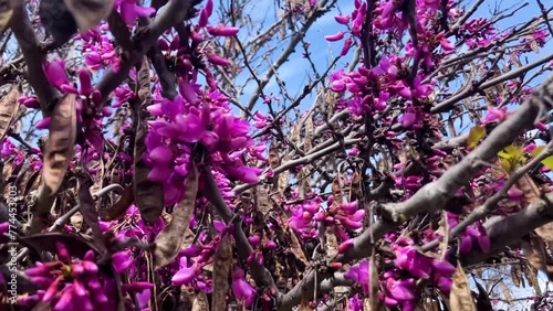Cercis siliquastrum Judas tree branch. pink flowers photo