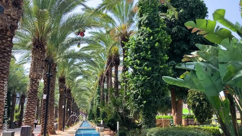 Rishon LeZion. Israel. City Park. Beautiful palm grove and fountains in Maurican style. Gan Iriya Cozy shady alley, date palms close-up. photo