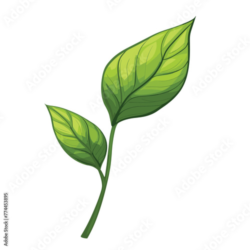 Fresh  glossy leaves with detailed veins. 