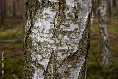 Fototapeta Naklejka Na Ścianę i Meble -  Brzoza drzewo w lesie zbliżenie kora.
