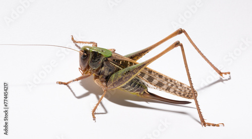 Wart-biter (Decticus verrucivorus) is a bush-cricket in the family Tettigoniidae.  Grasshopper close-up. A female insect on a white background.